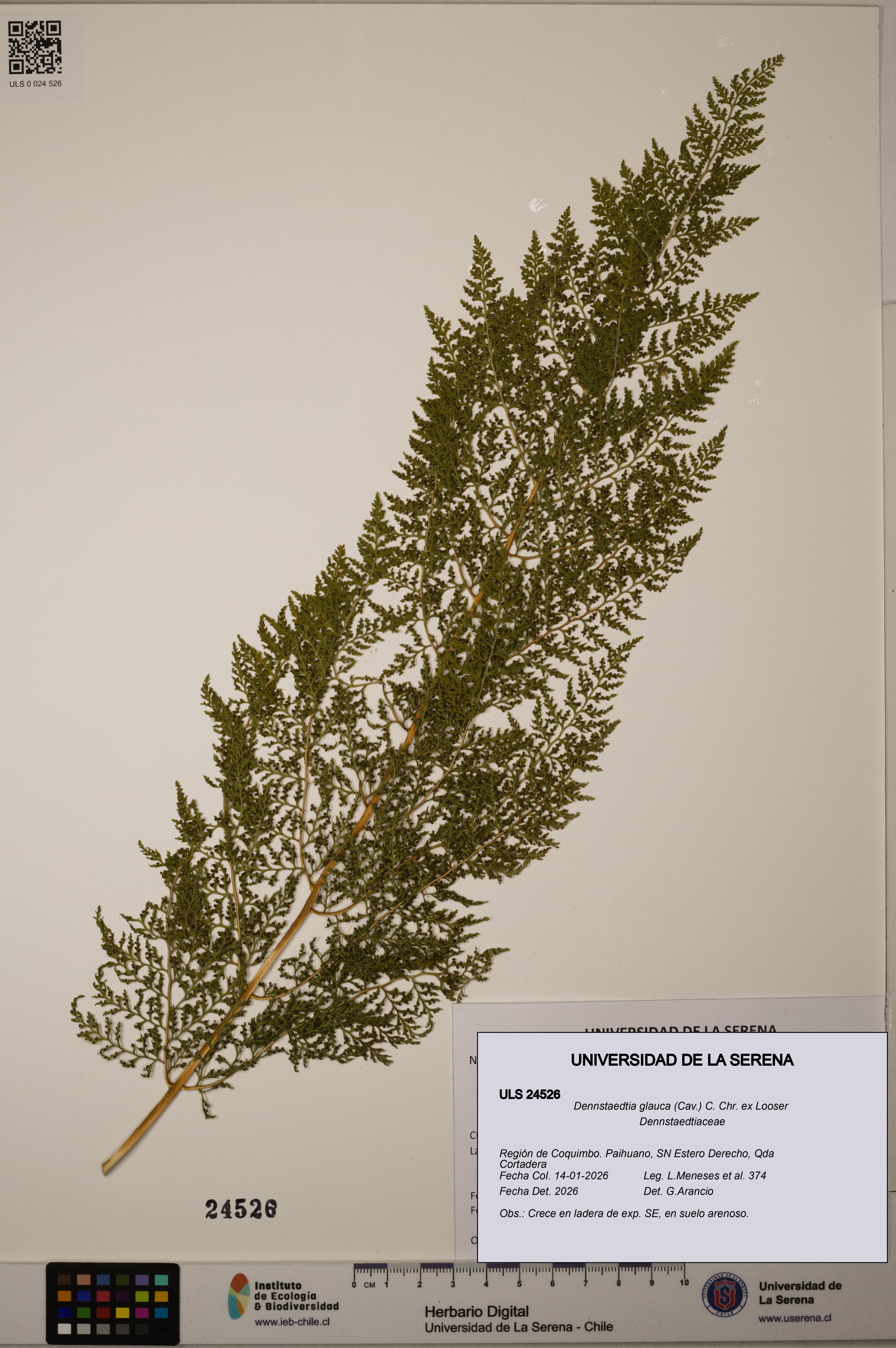 Dennstaedtia glauca [Espécimen: ULS:ULS:0024526]