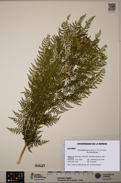 Dennstaedtia glauca [Espécimen: ULS:ULS:0024527]