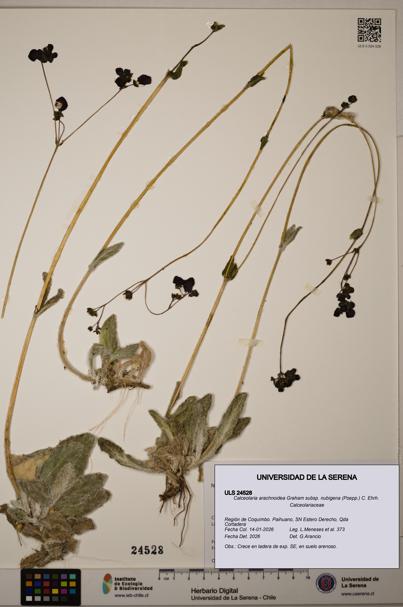 Calceolaria arachnoidea [Espécimen: ULS:ULS:0024528]
