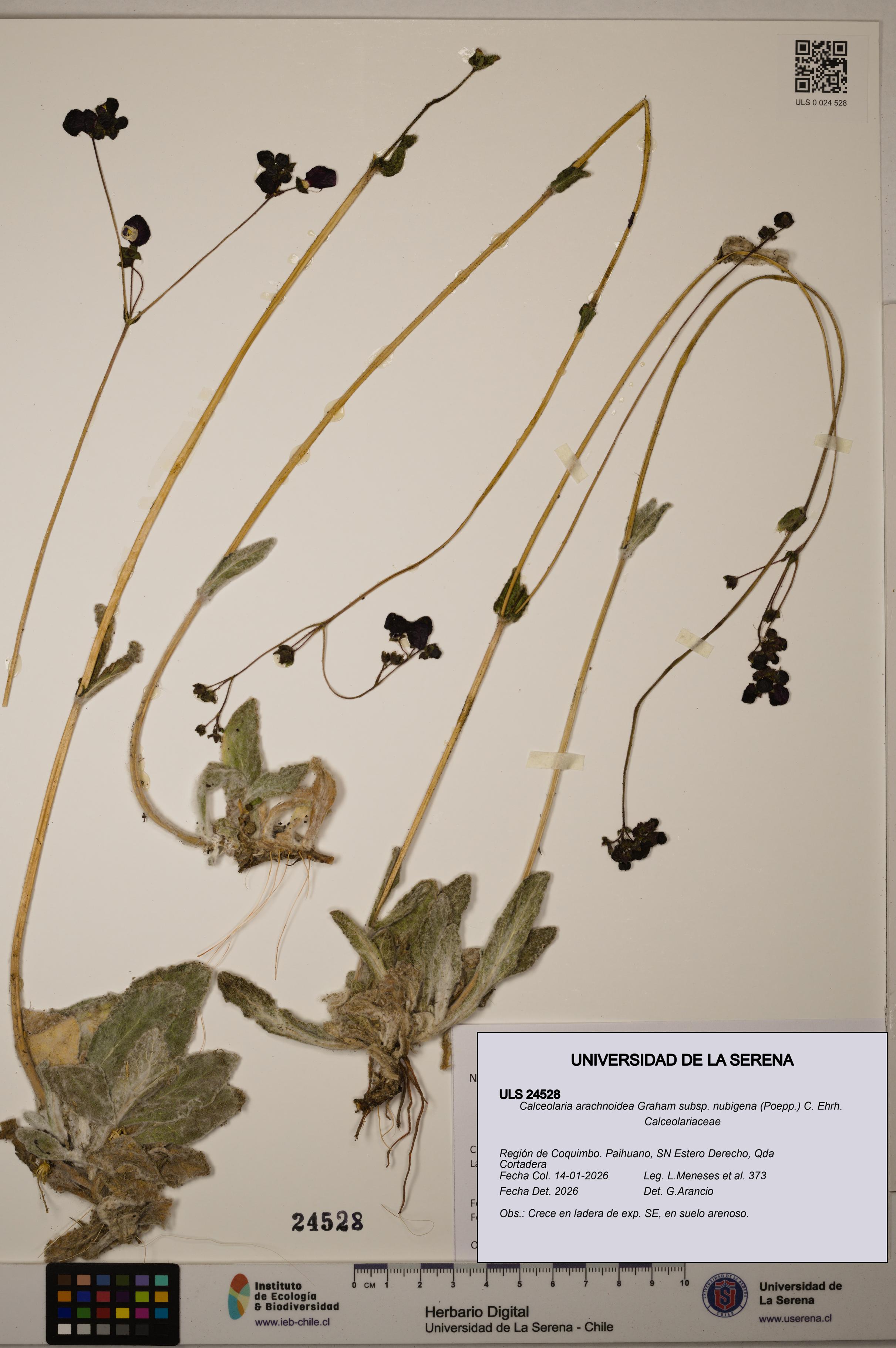 Calceolaria arachnoidea [Espécimen: ULS:ULS:0024528]