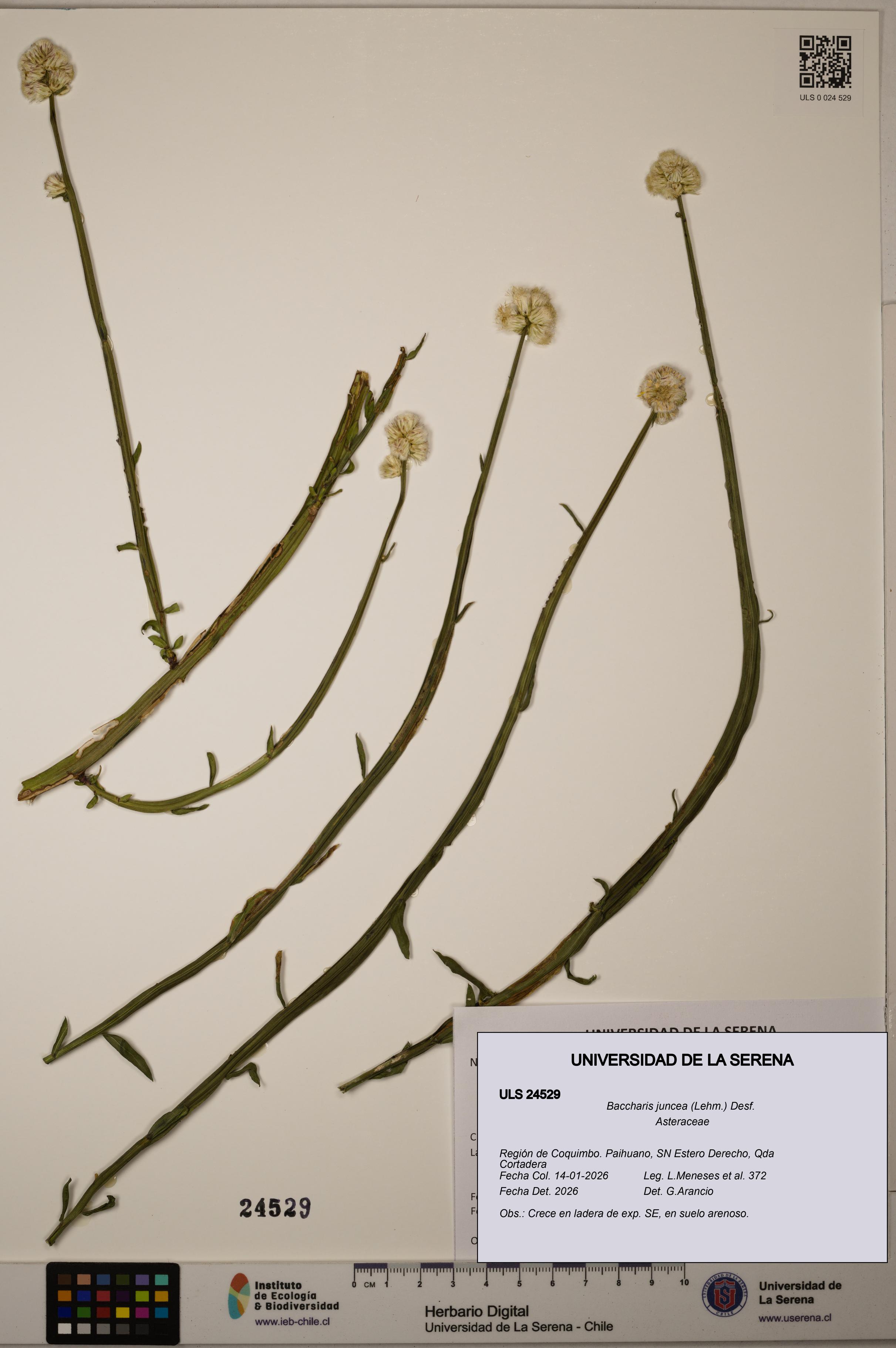 Baccharis juncea [Espécimen: ULS:ULS:0024529]