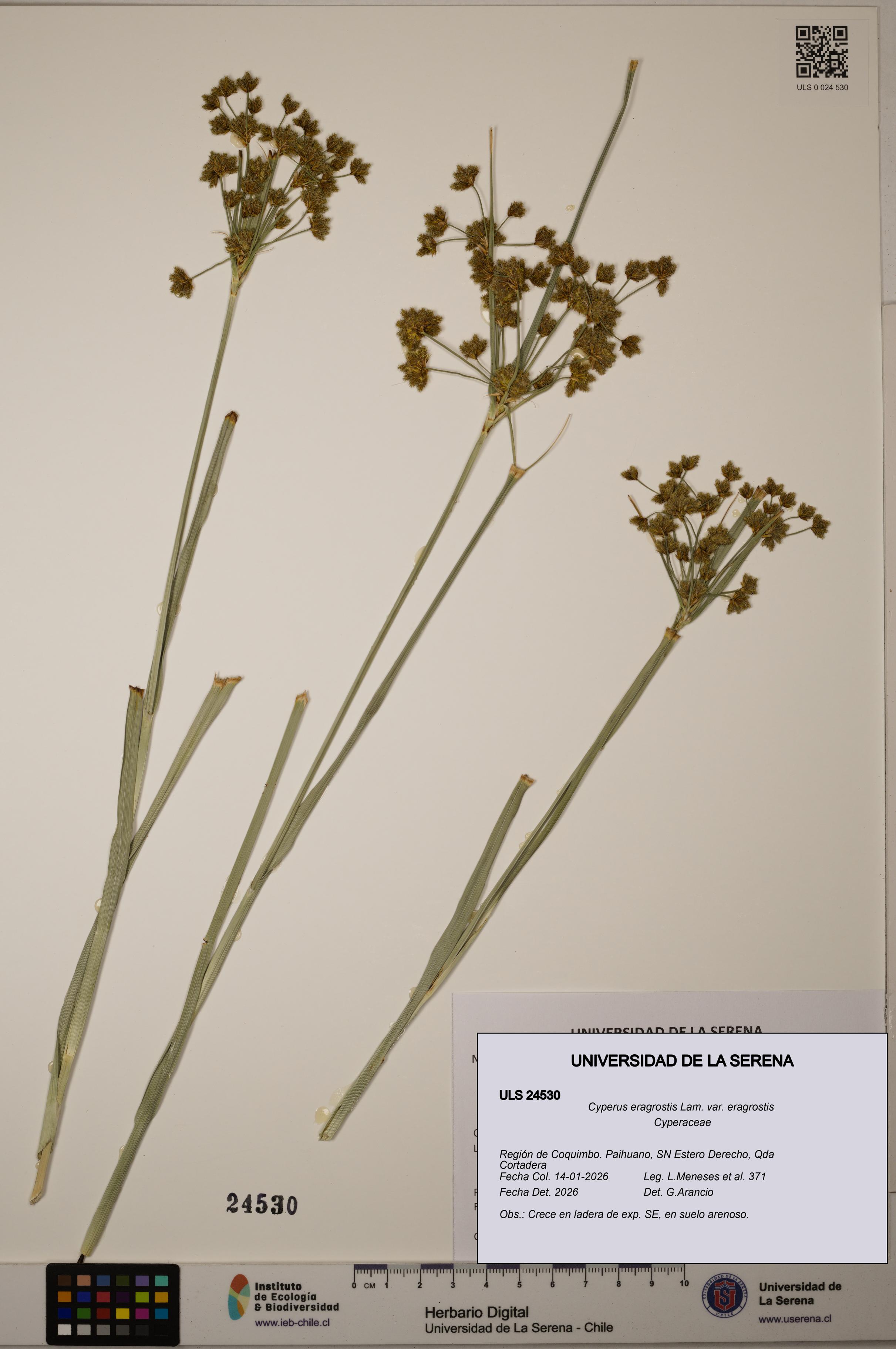 Cyperus eragrostis [Espécimen: ULS:ULS:0024530]