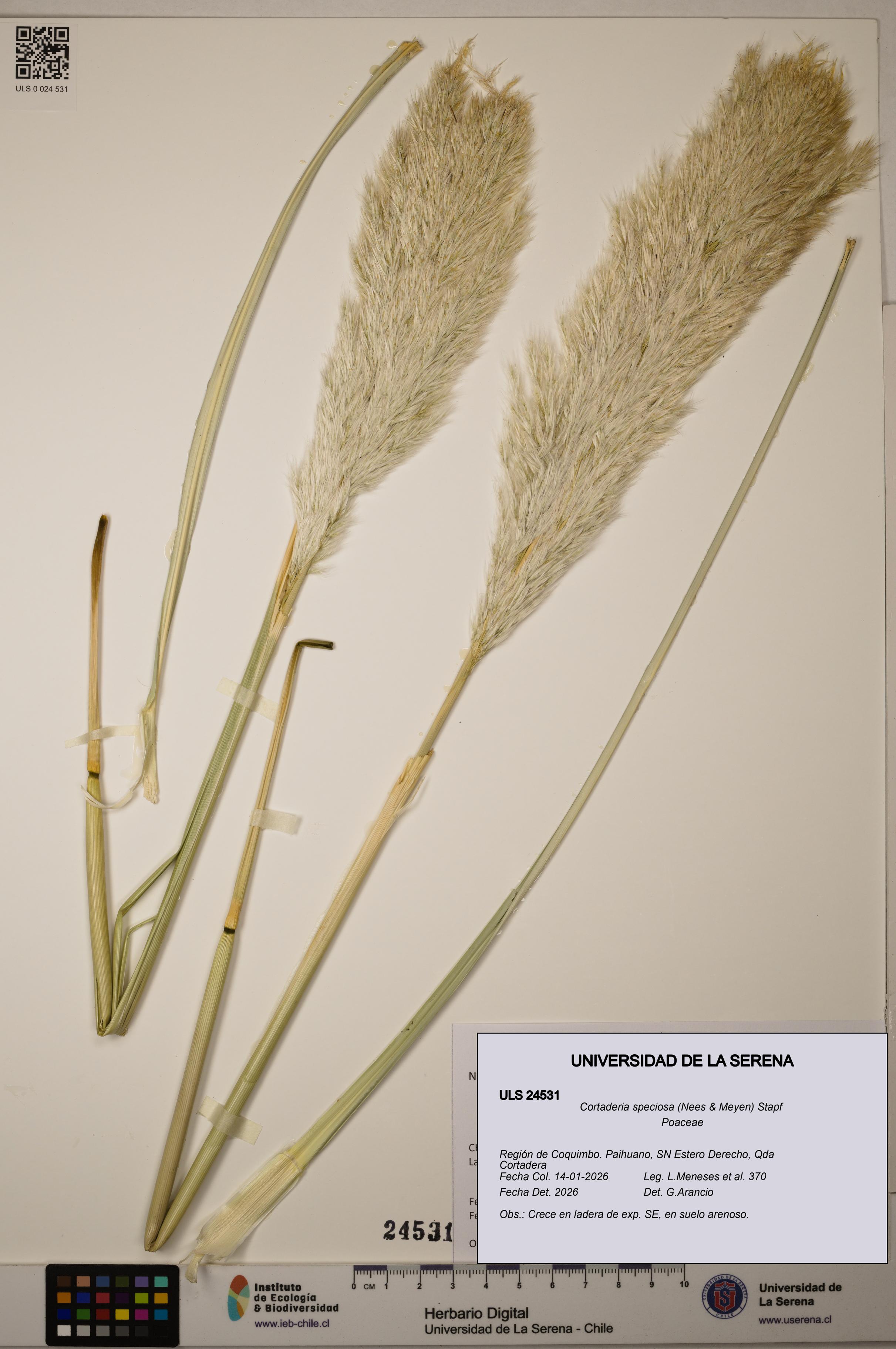 Cortaderia speciosa [Espécimen: ]