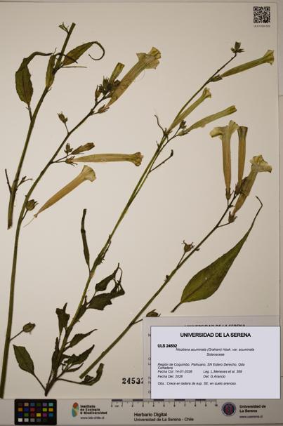 Nicotiana acuminata [Espécimen: ULS:ULS:0024532]