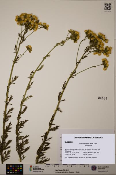 Senecio bridgesii [Espécimen: ULS:ULS:0024533]