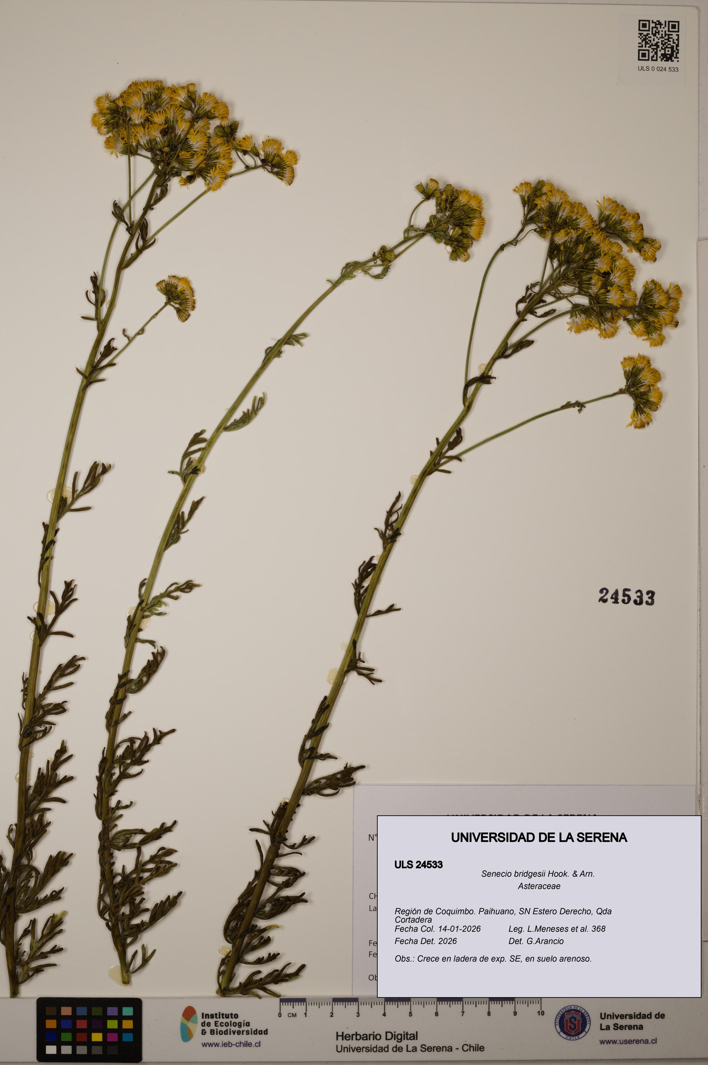 Senecio bridgesii [Espécimen: ULS:ULS:0024533]