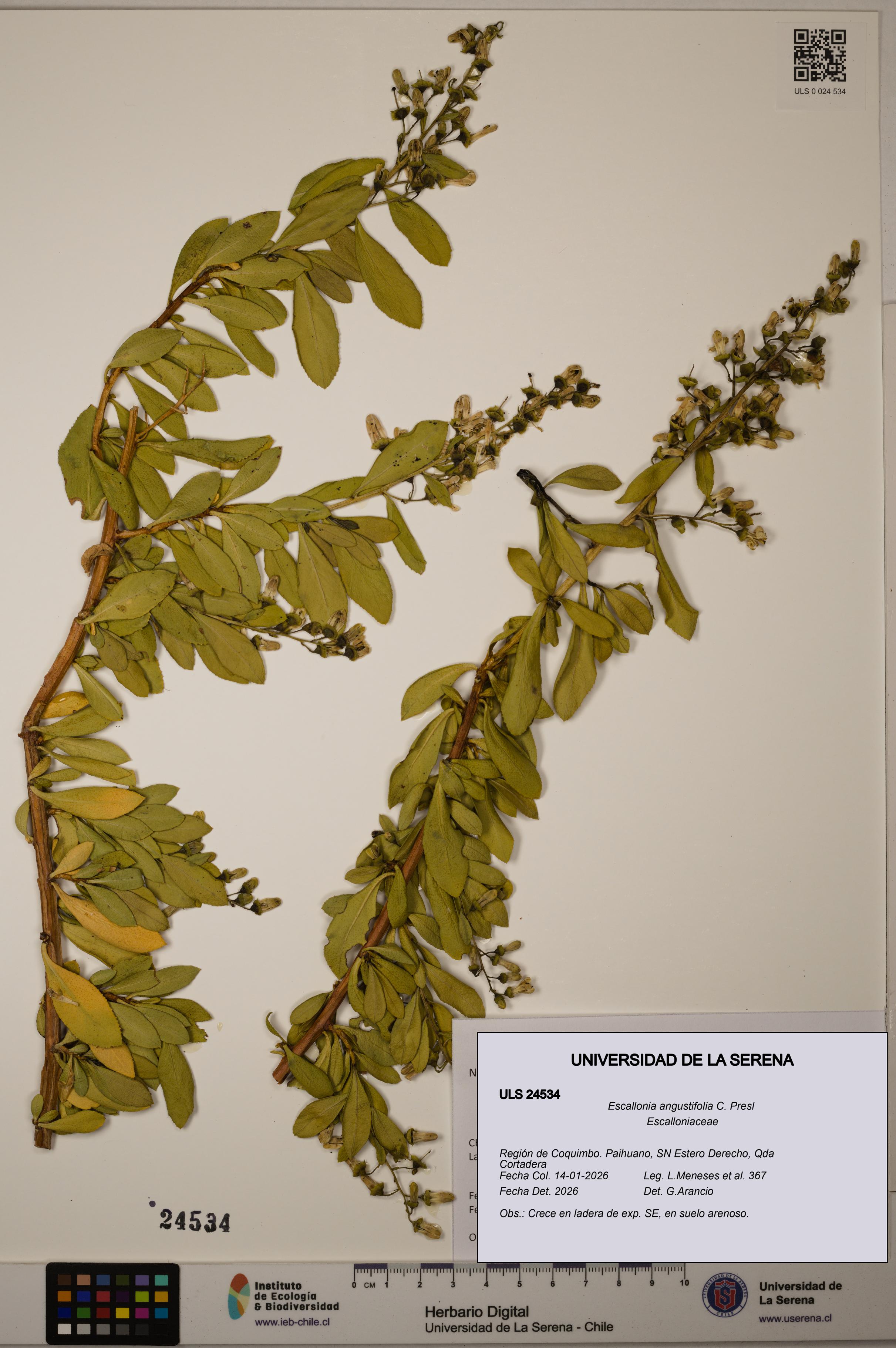 Escallonia angustifolia [Espécimen: ULS:ULS:0024534]