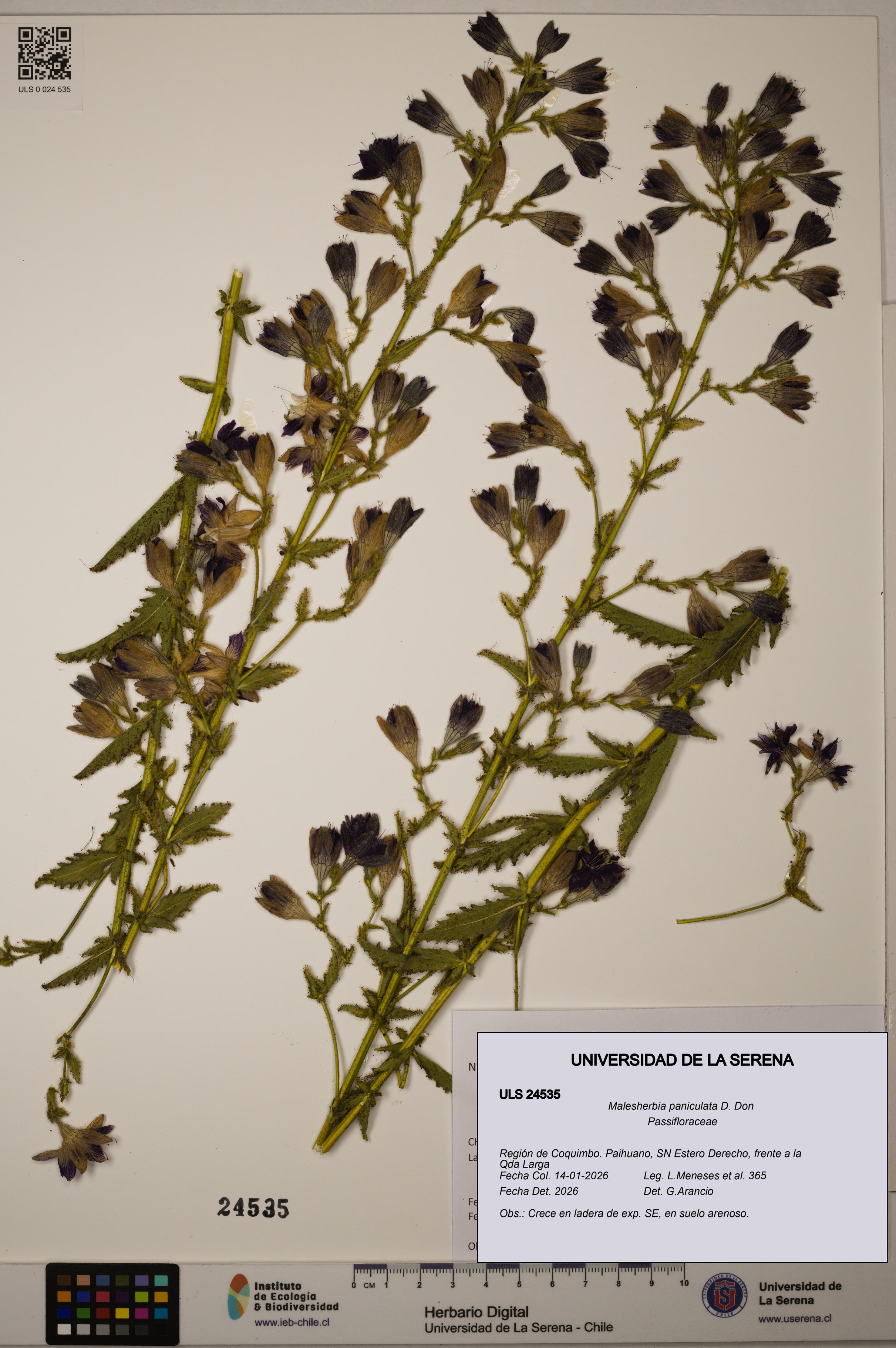 Malesherbia paniculata [Espécimen: ULS:ULS:0024535]