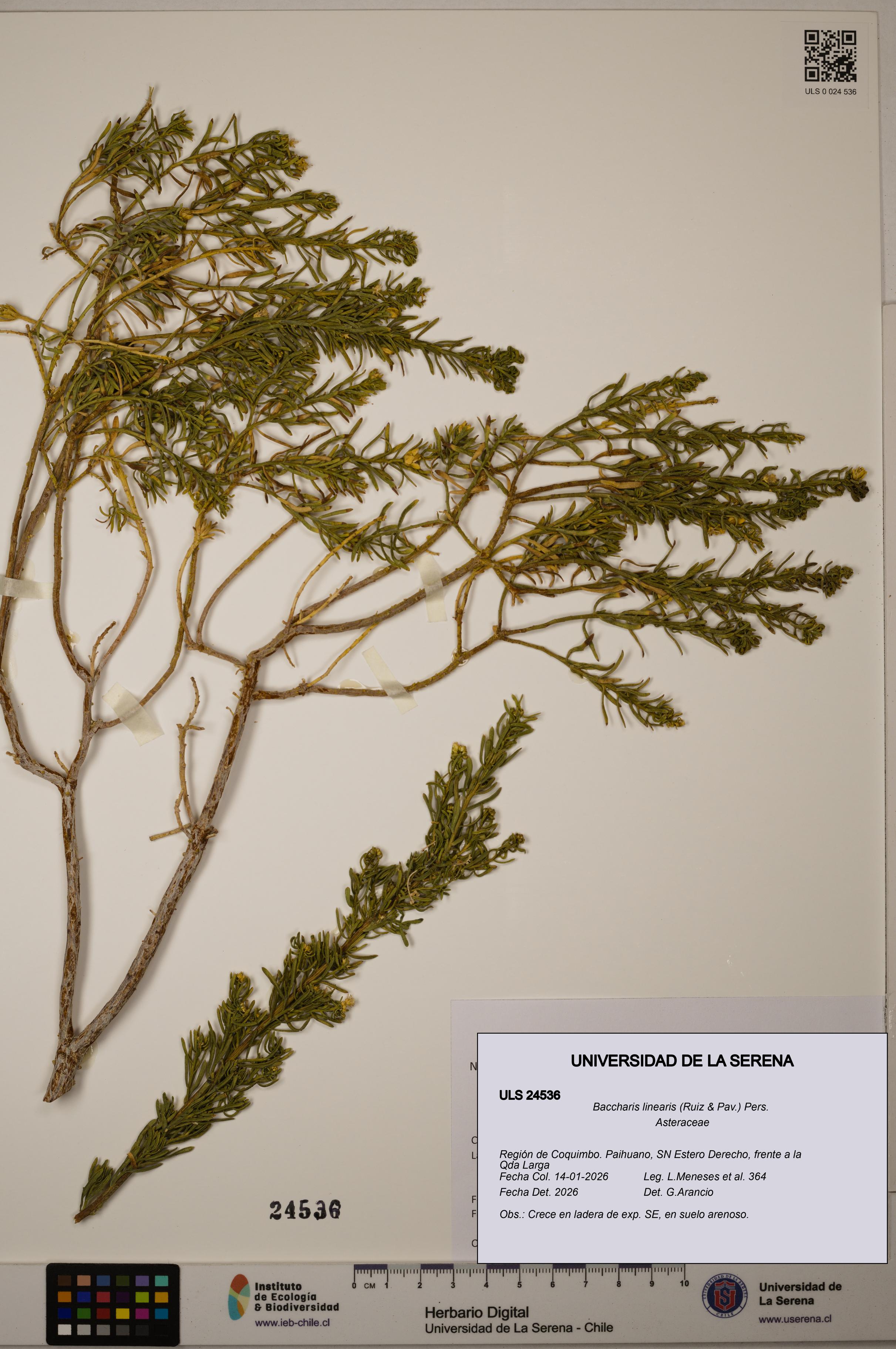 Baccharis linearis [Espécimen: ULS:ULS:0024536]