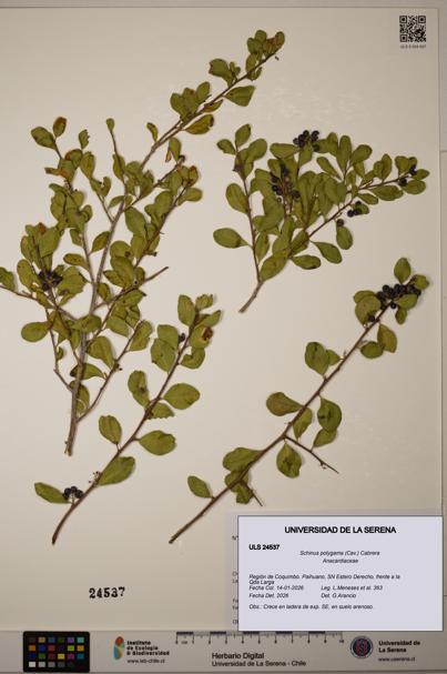 Schinus polygama [Espécimen: ]