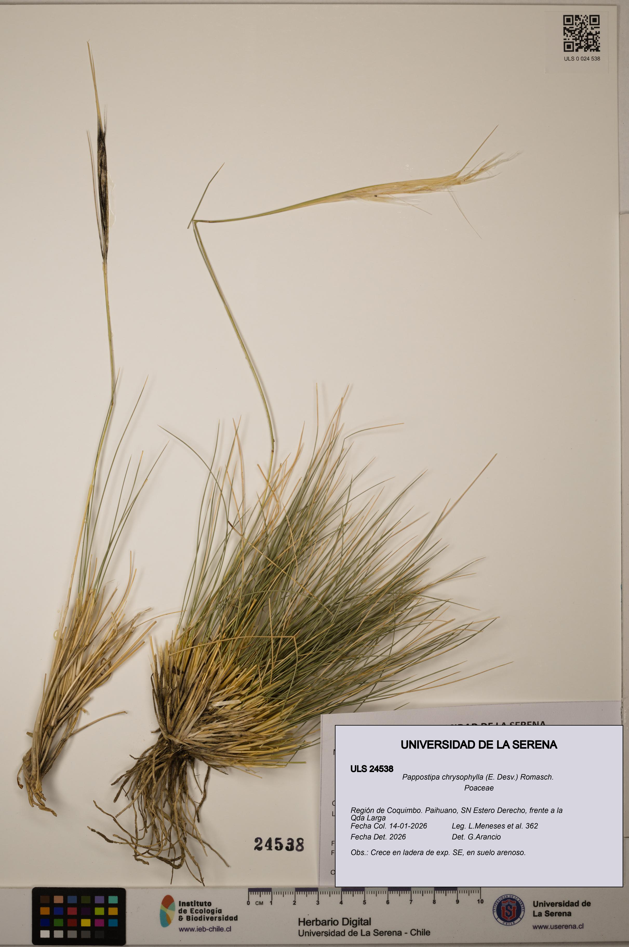 Pappostipa chrysophylla [Espécimen: ULS:ULS:0024538]