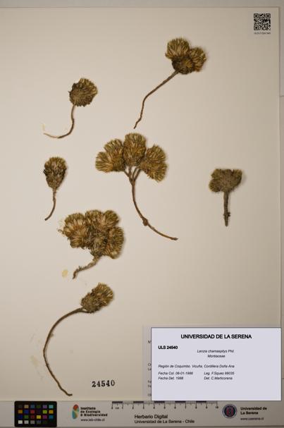 Lenzia chamaepitys [Espécimen: ULS:ULS:0024540]