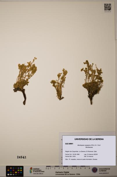 Montiopsis copiapina [Espécimen: ULS:ULS:0024541]