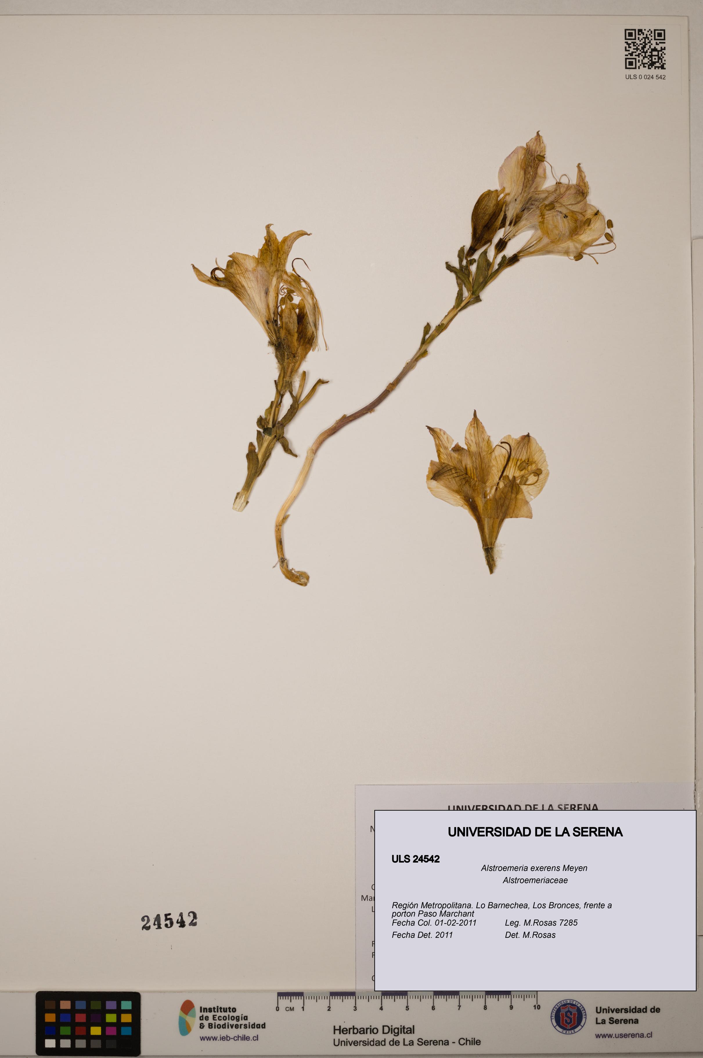 Alstroemeria exerens [Espécimen: ULS:ULS:0024542]