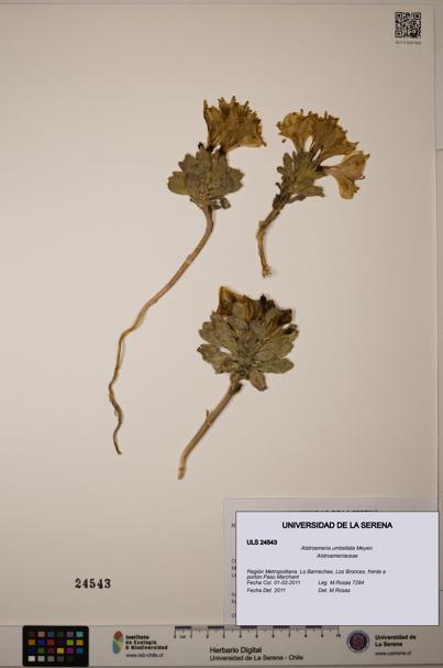 Alstroemeria umbellata [Espécimen: ULS:ULS:0024543]