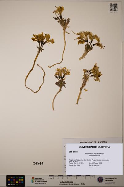Alstroemeria pallida [Espécimen: ULS:ULS:0024544]