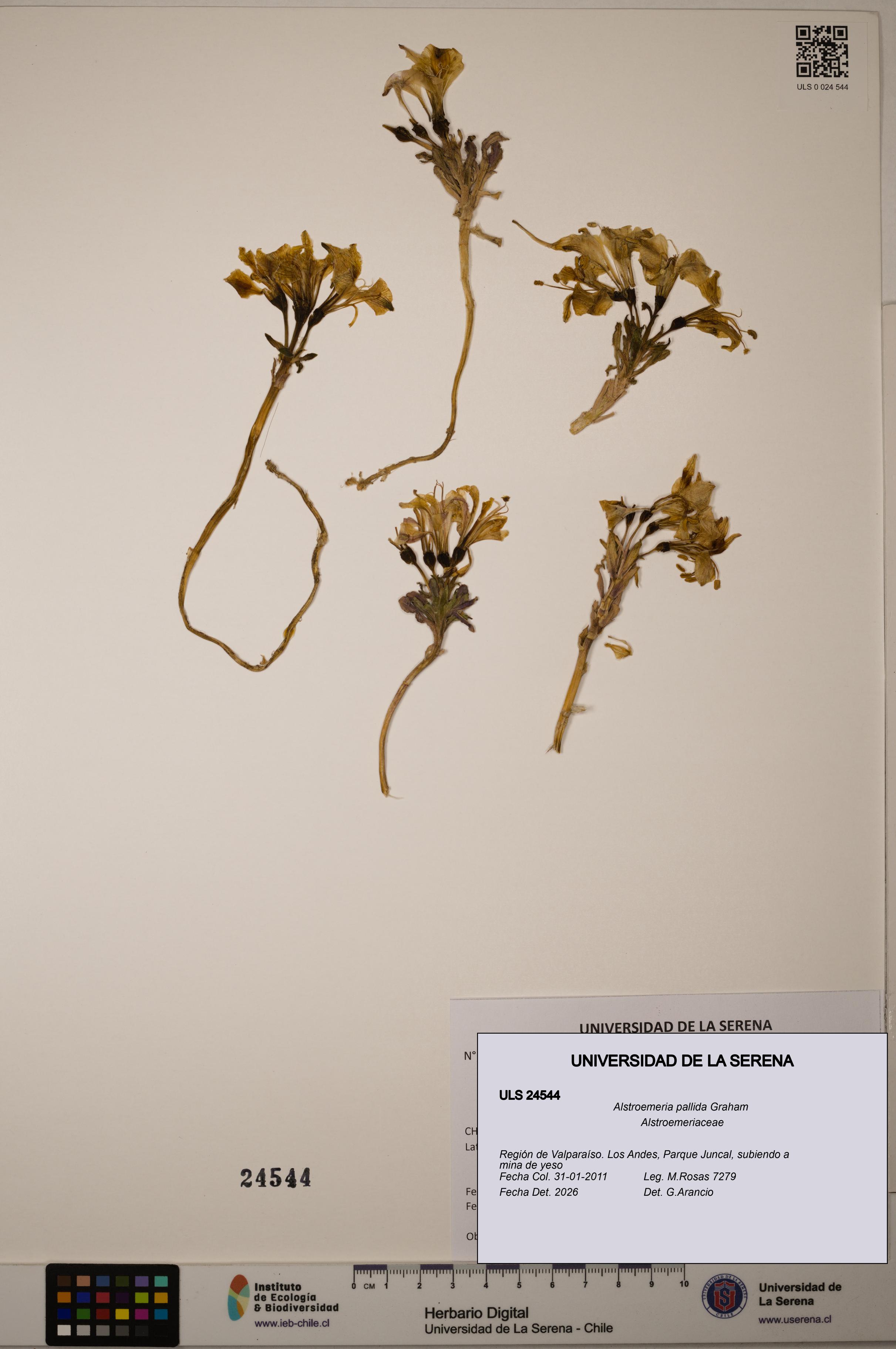 Alstroemeria pallida [Espécimen: ULS:ULS:0024544]