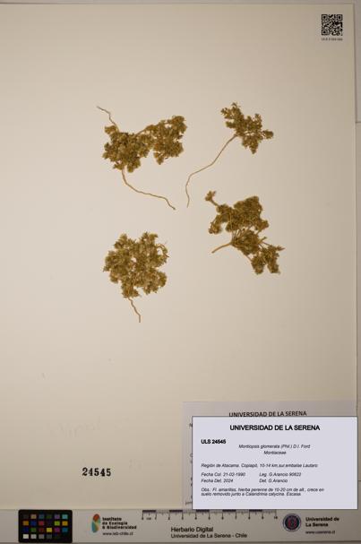 Montiopsis glomerata [Espécimen: ULS:ULS:0024545]