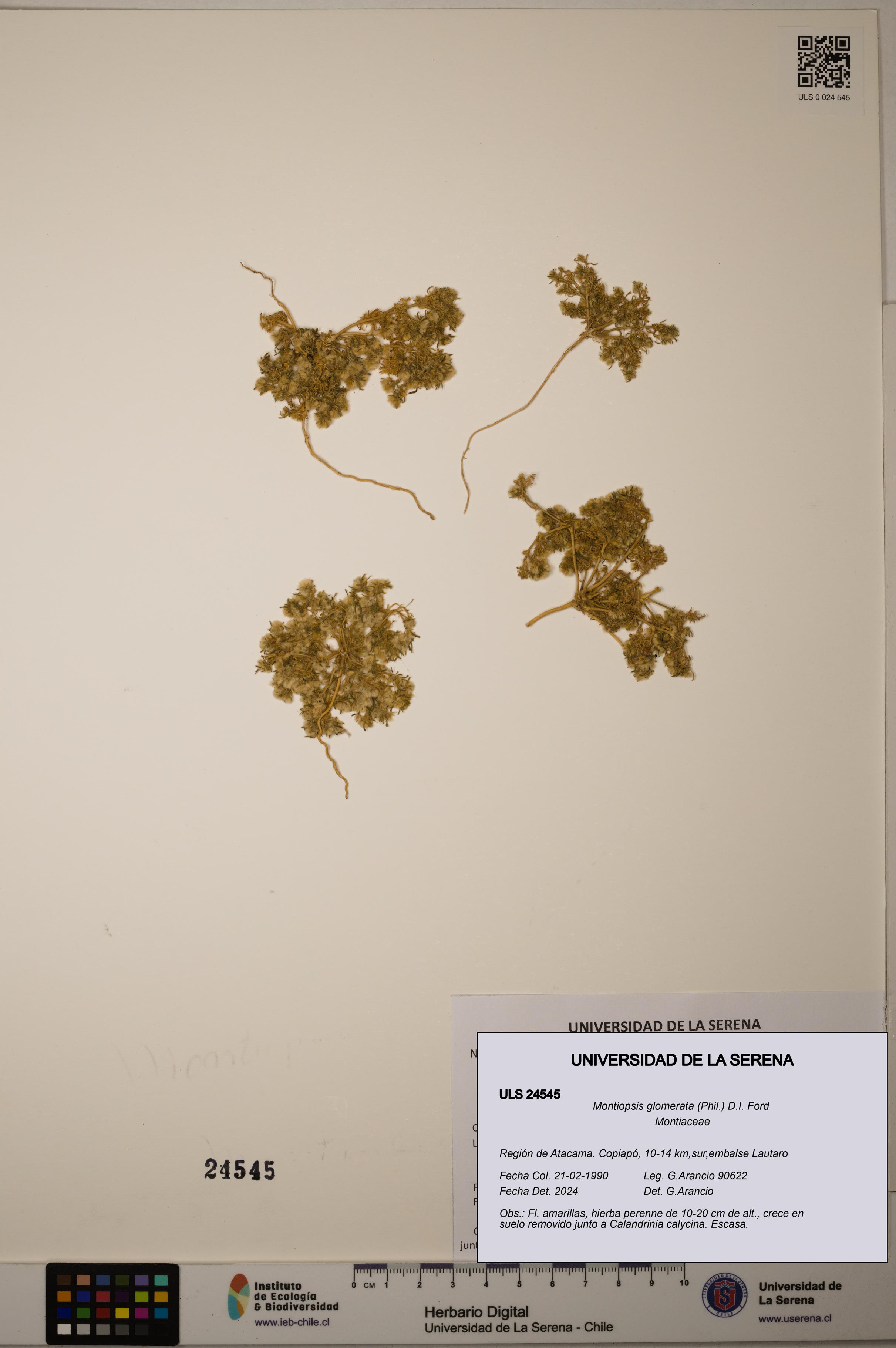 Montiopsis glomerata [Espécimen: ULS:ULS:0024545]