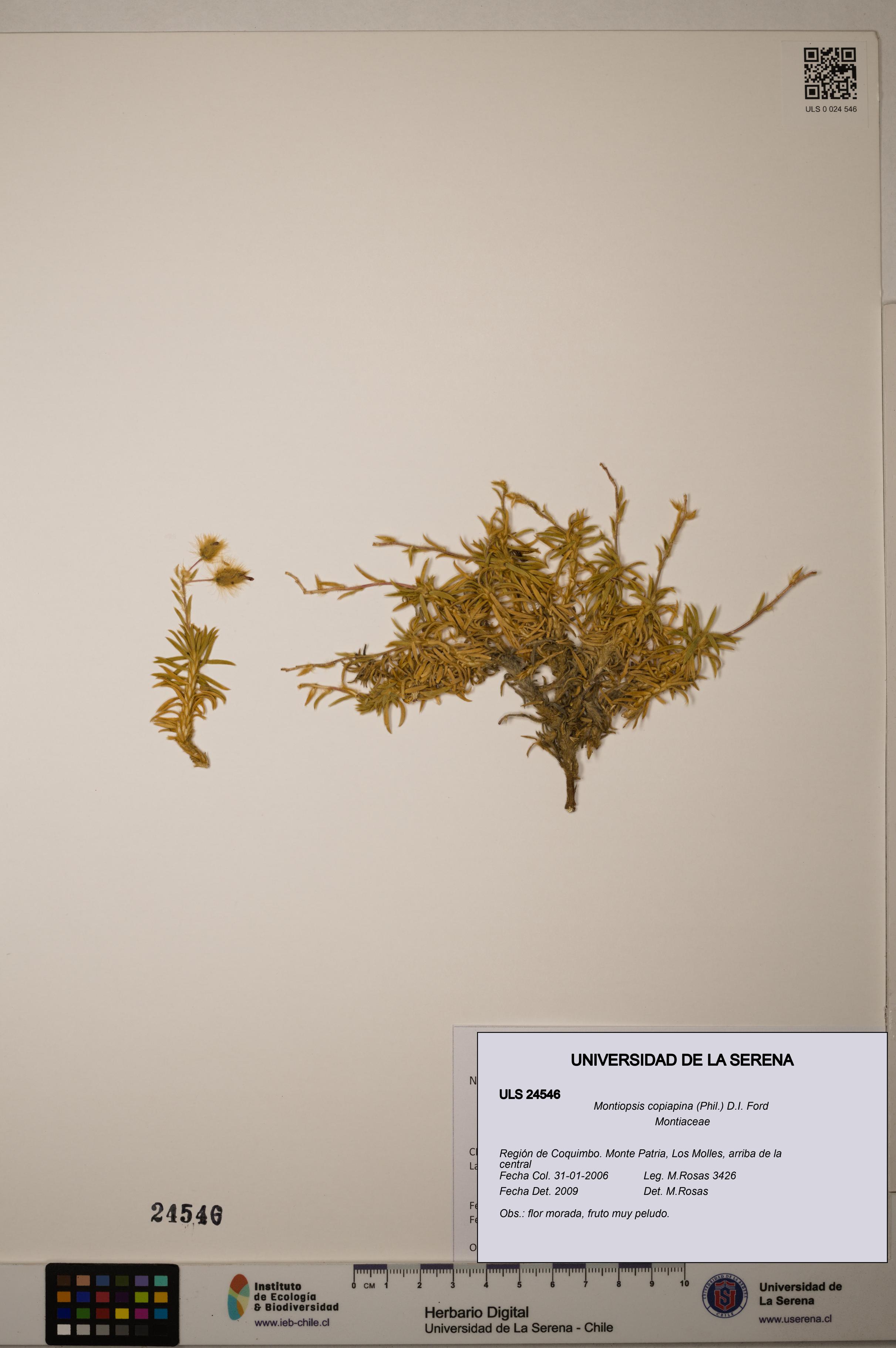 Montiopsis copiapina [Espécimen: ULS:ULS:0024546]