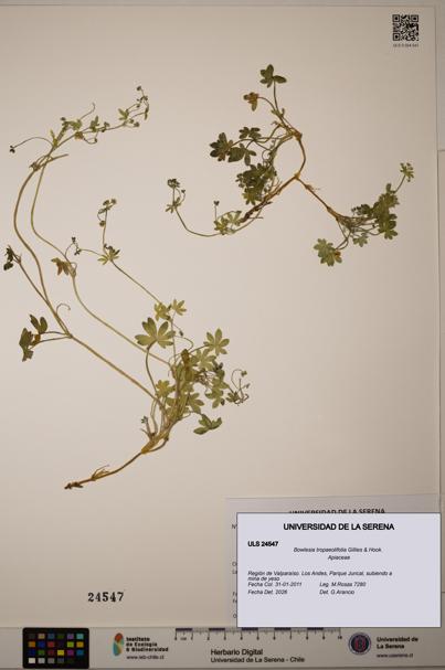 Bowlesia tropaeolifolia [Espécimen: ULS:ULS:0024547]
