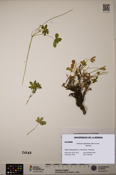 Bowlesia tropaeolifolia [Espécimen: ULS:ULS:0024548]