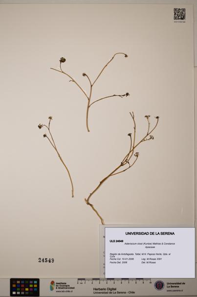Asteriscium closii [Espécimen: ULS:ULS:0024549]