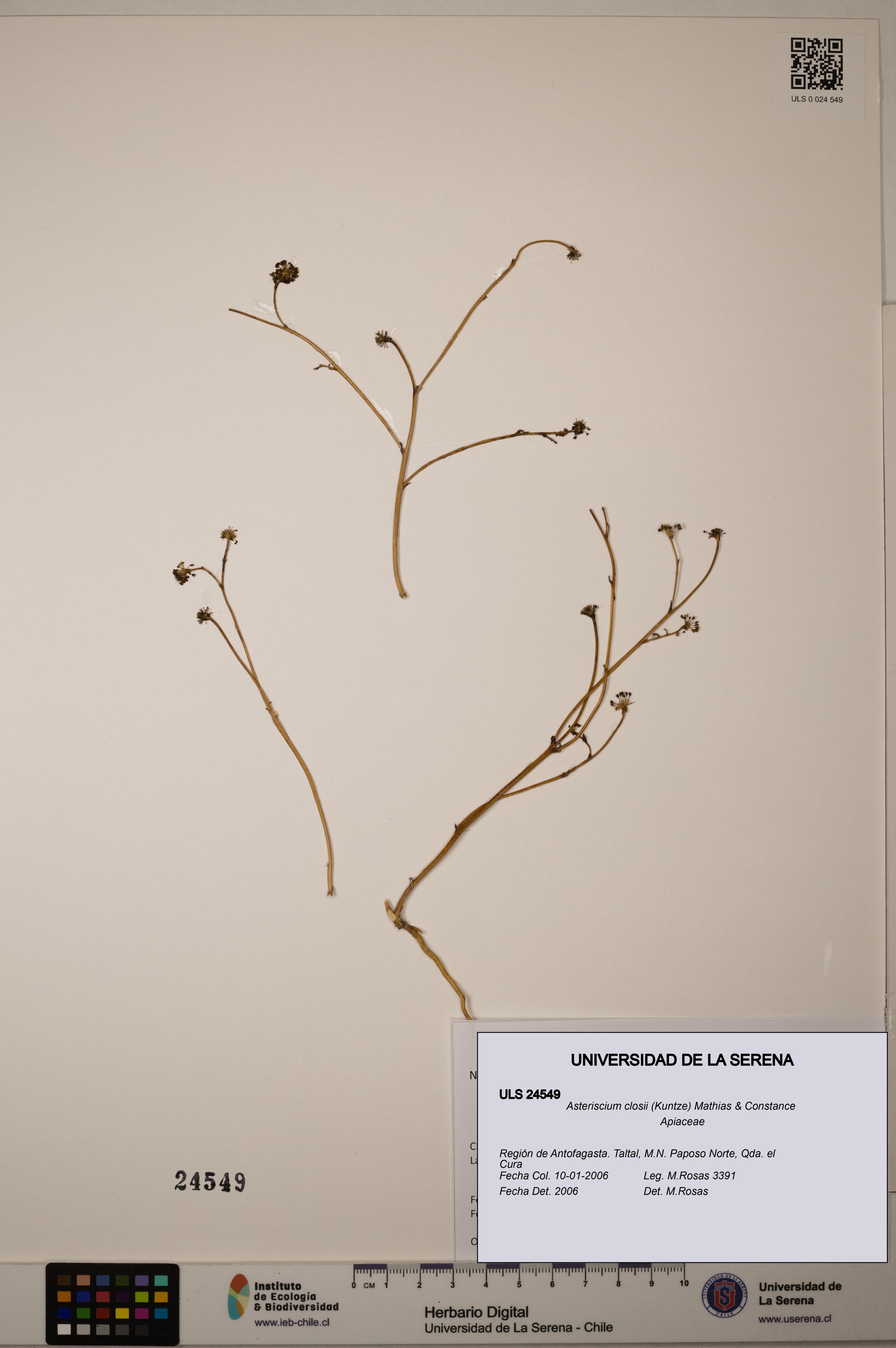 Asteriscium closii [Espécimen: ULS:ULS:0024549]
