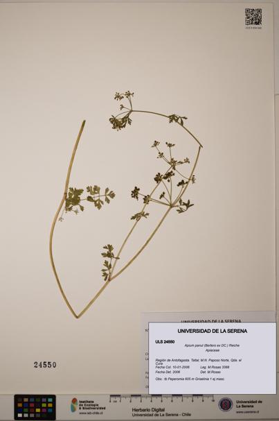 Apium panul [Espécimen: ULS:ULS:0024550]