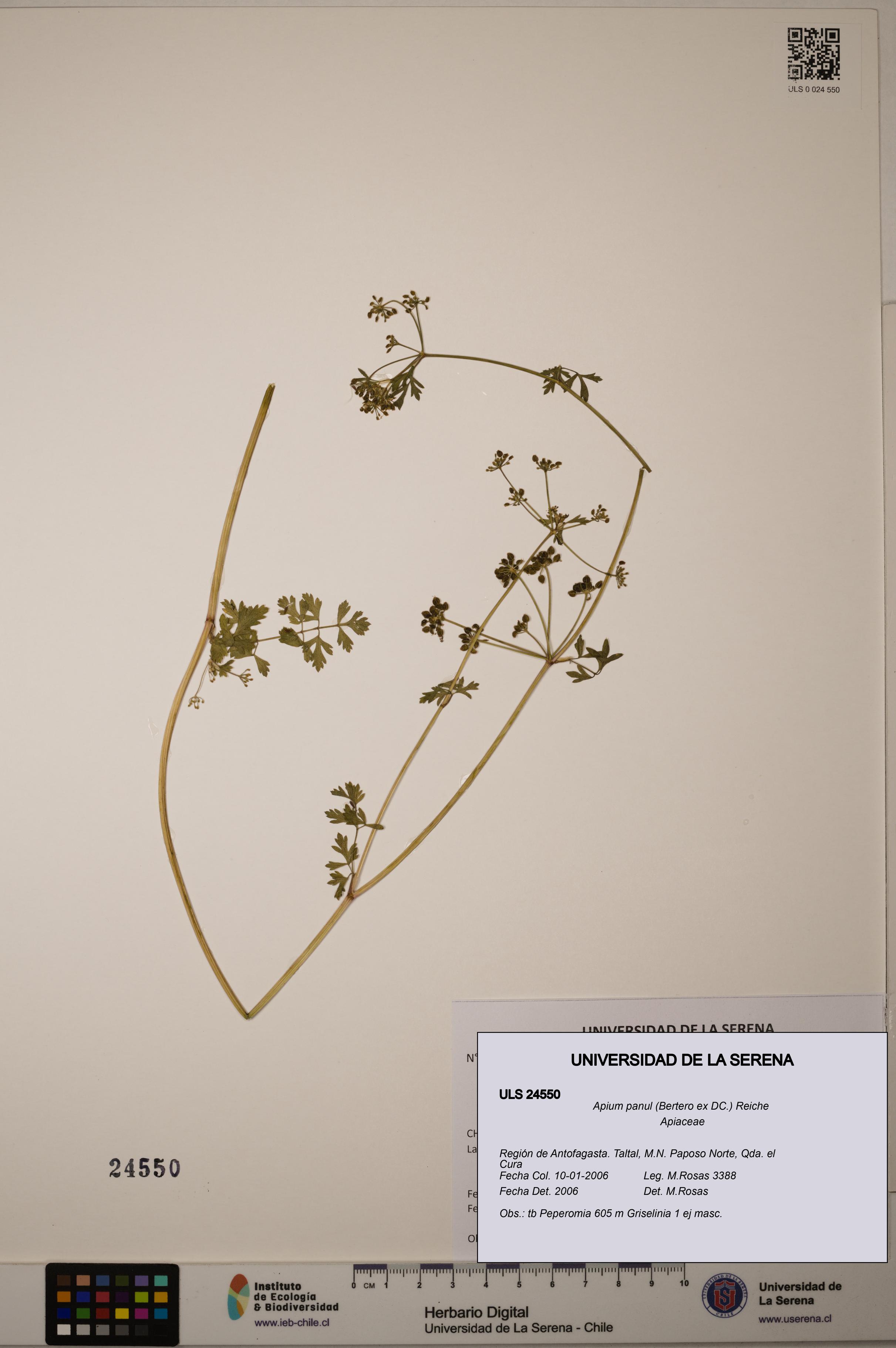Apium panul [Espécimen: ULS:ULS:0024550]