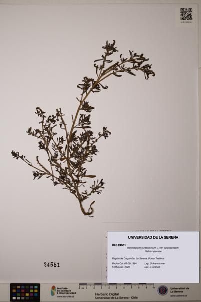 Heliotropium curassavicum var. curassavicum [Espécimen: ]