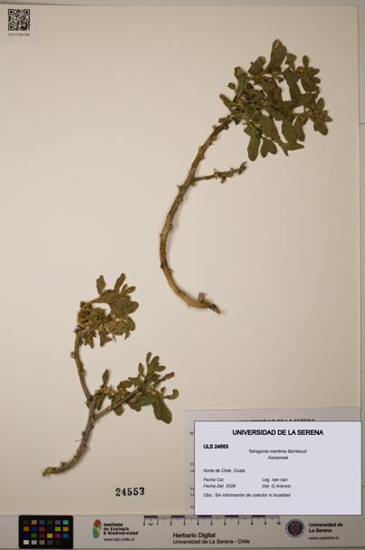 Tetragonia maritima [Espécimen: ULS:ULS:0024553]