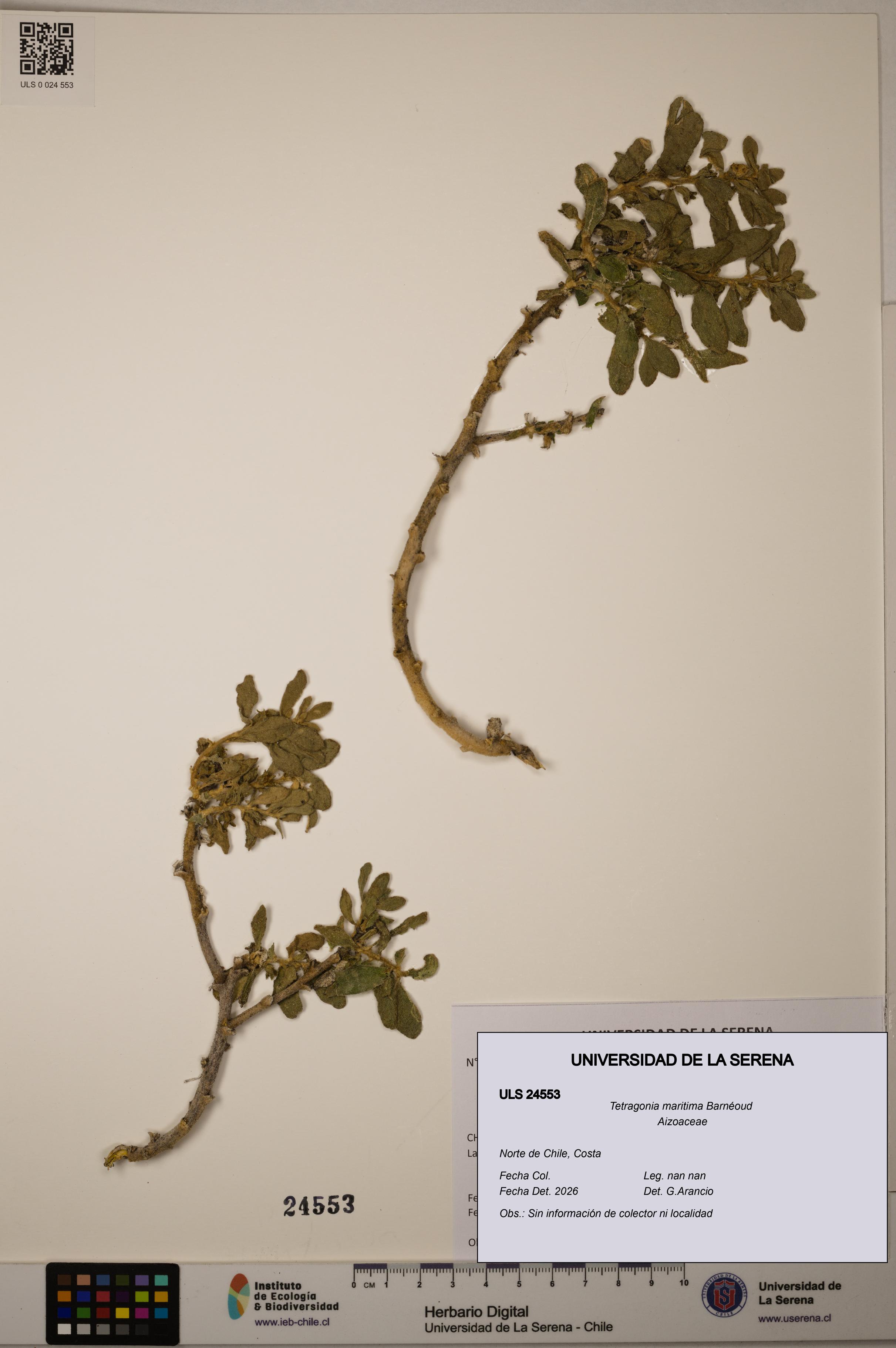 Tetragonia maritima [Espécimen: ULS:ULS:0024553]