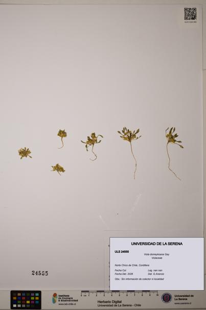 Viola domeykoana [Espécimen: ULS:ULS:0024555]
