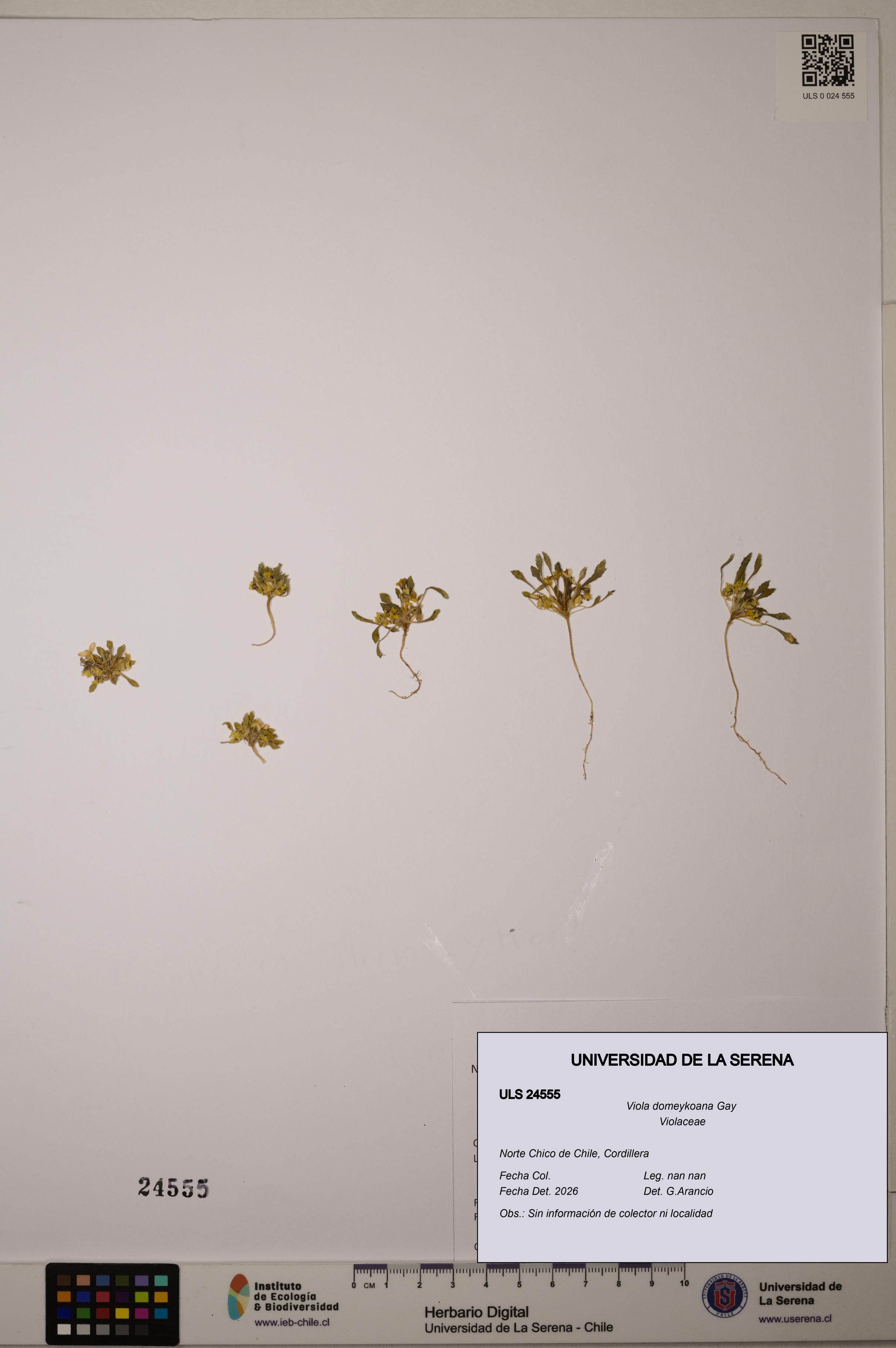 Viola domeykoana [Espécimen: ULS:ULS:0024555]