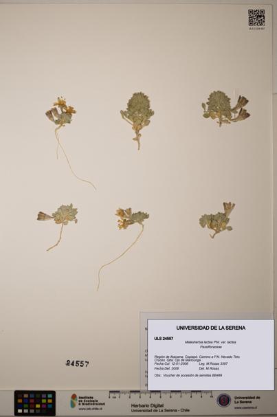 Malesherbia lactea var. lactea [Espécimen: ULS:ULS:0024557]