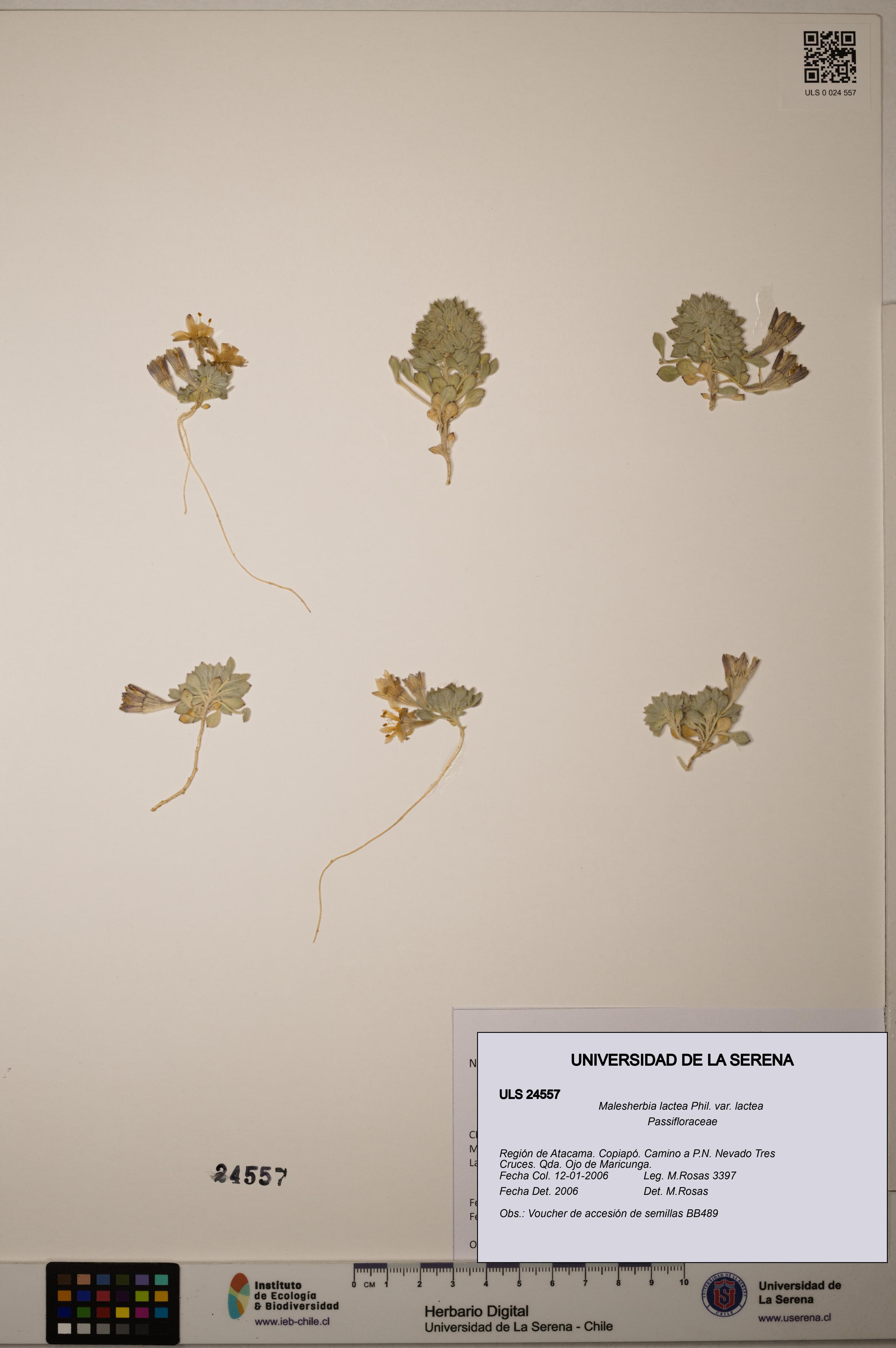 Malesherbia lactea var. lactea [Espécimen: ULS:ULS:0024557]