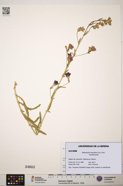 Malesherbia linearifolia [Espécimen: ]