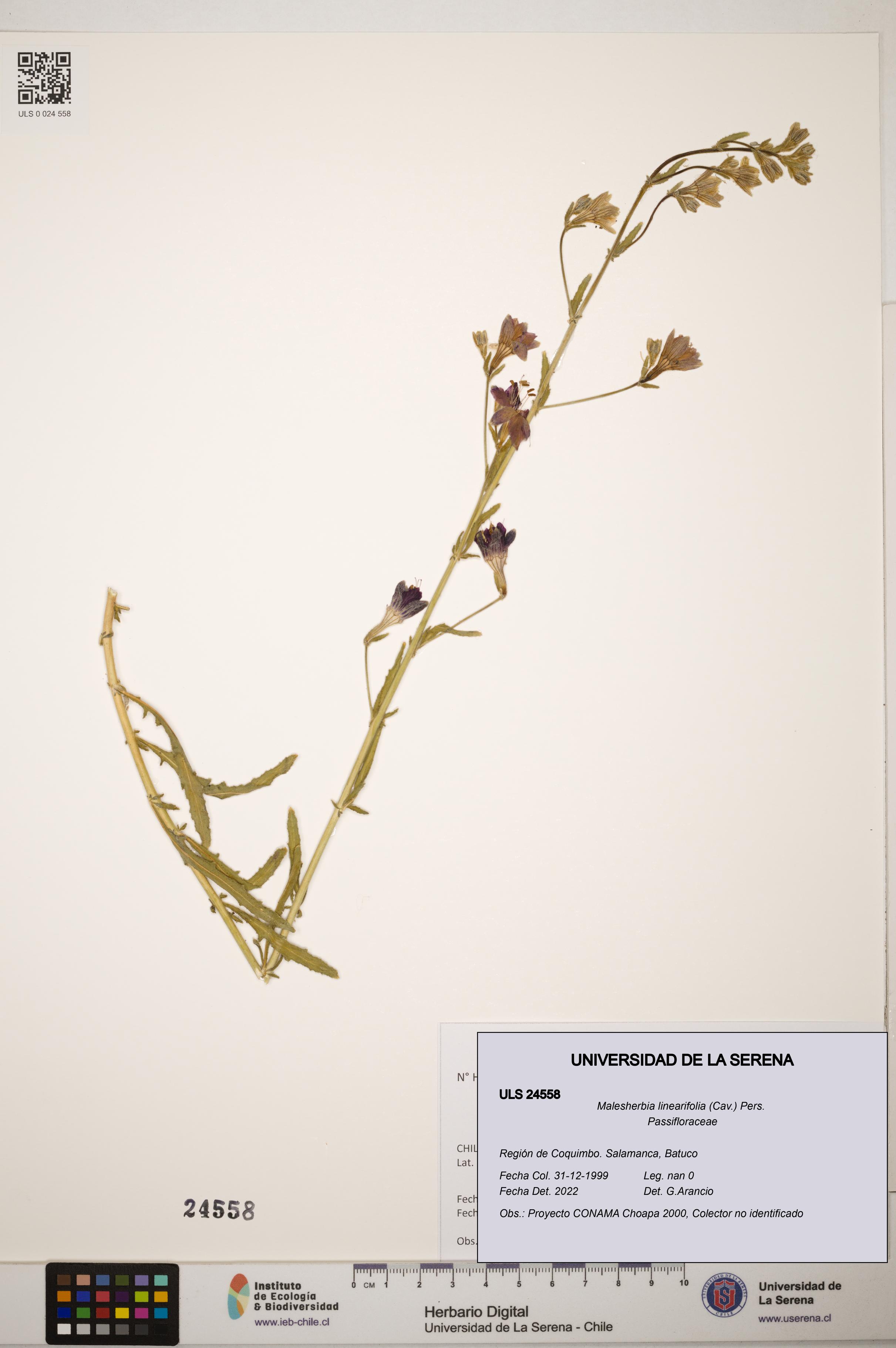 Malesherbia linearifolia [Espécimen: ]