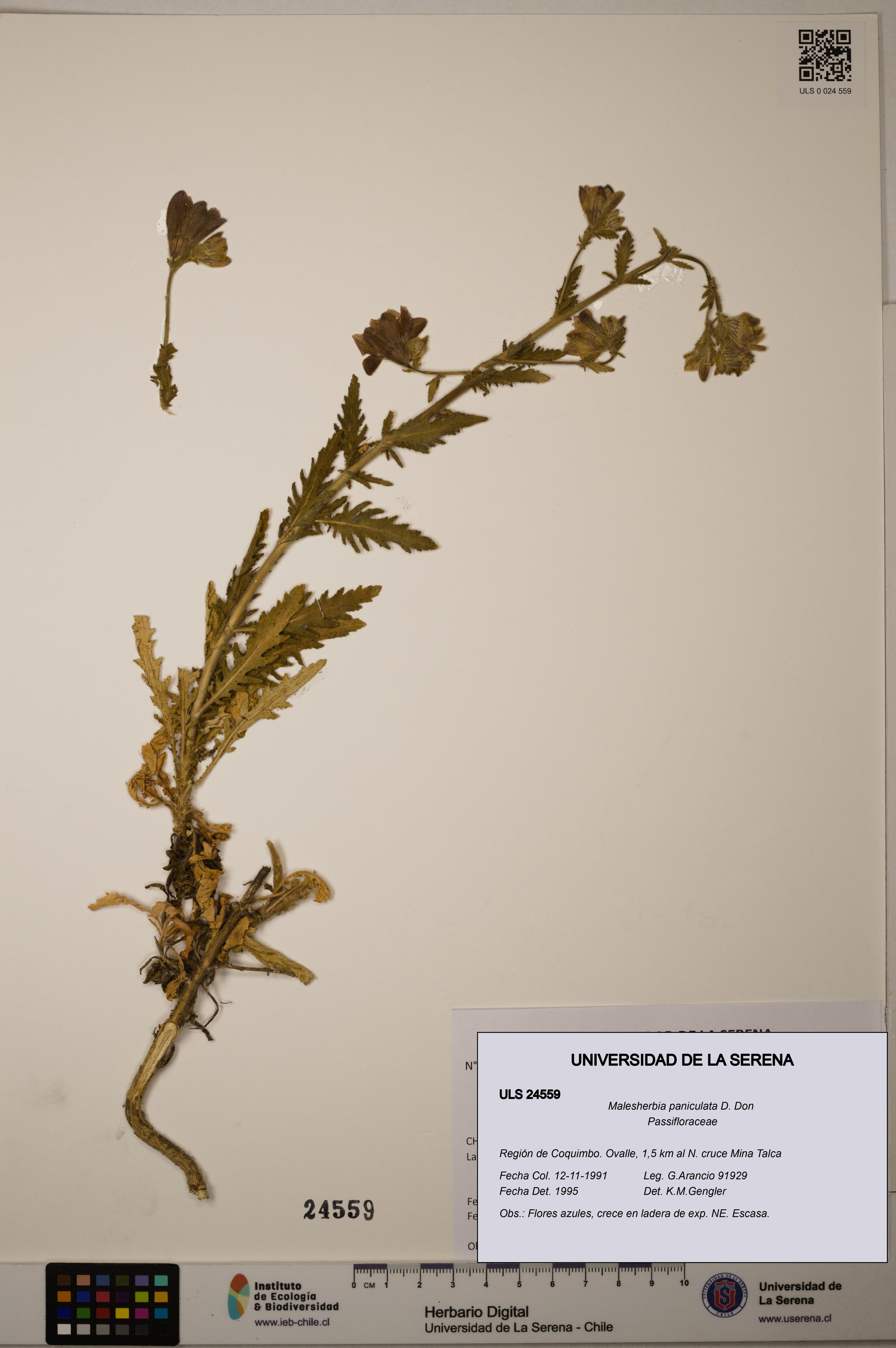 Malesherbia paniculata [Espécimen: ULS:ULS:0024559]