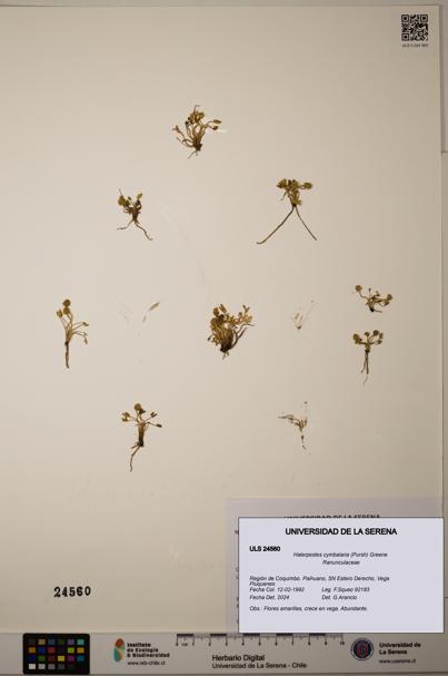 Halerpestes cymbalaria [Espécimen: ULS:ULS:0024560]