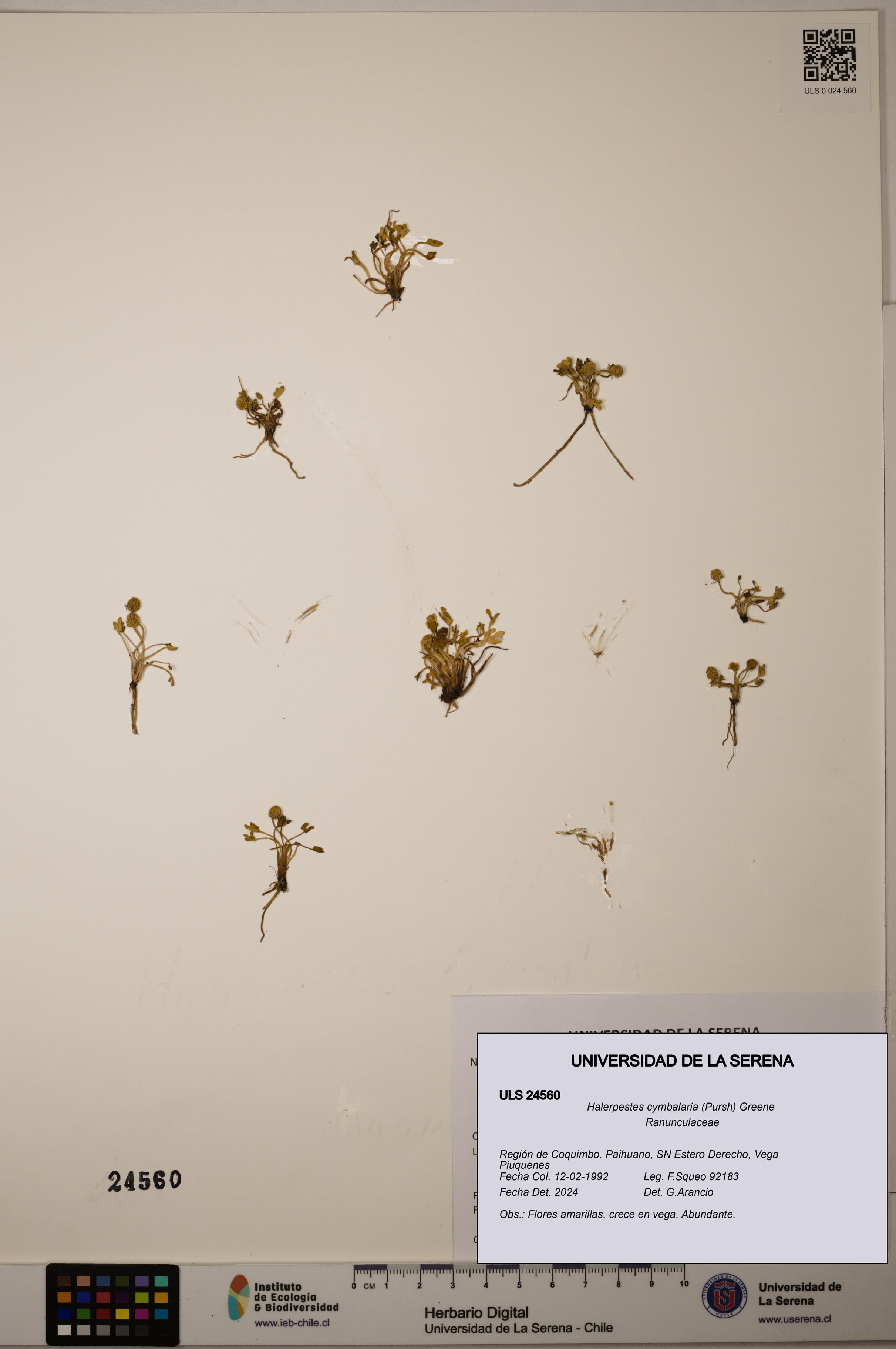 Halerpestes cymbalaria [Espécimen: ULS:ULS:0024560]