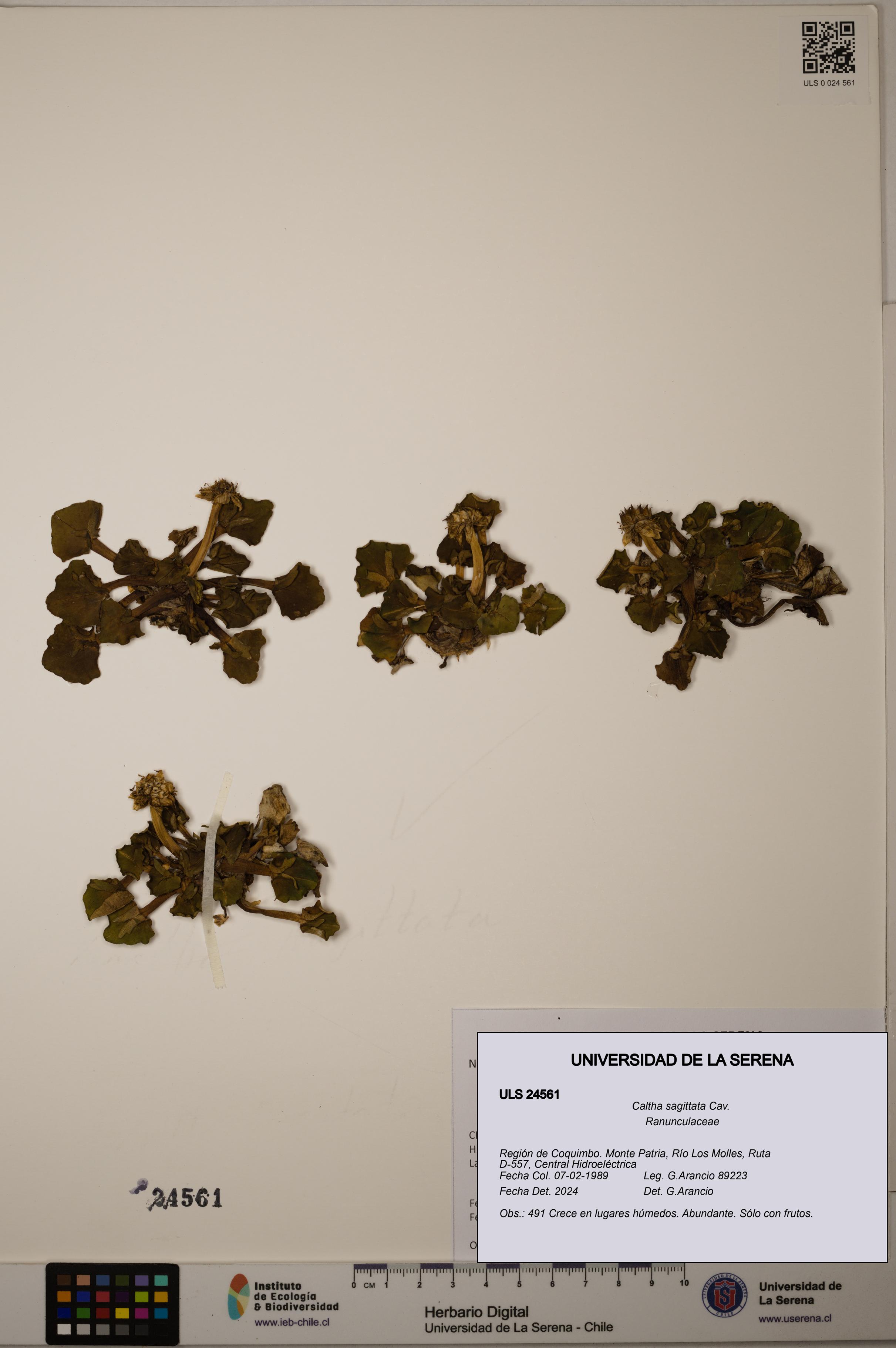 Caltha sagittata [Espécimen: ULS:ULS:0024561]