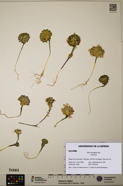 Viola montagnei [Espécimen: ULS:ULS:0024562]