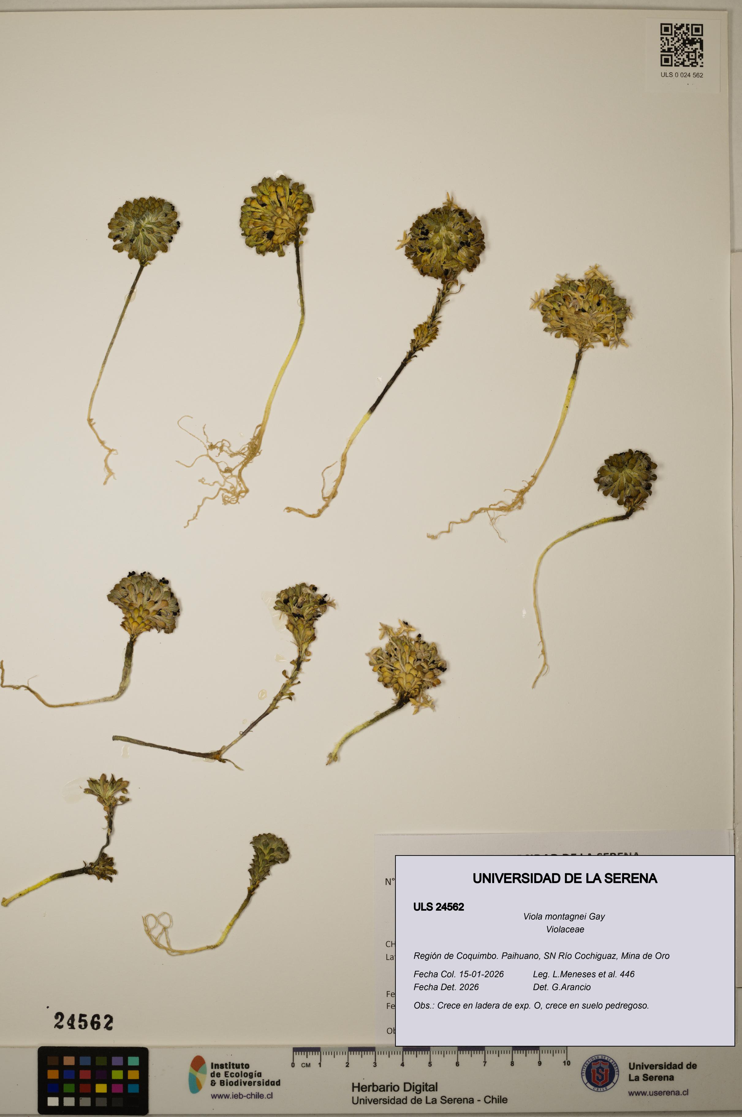 Viola montagnei [Espécimen: ULS:ULS:0024562]