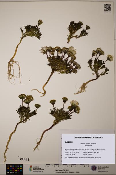 Senecio hickenii [Espécimen: ULS:ULS:0024563]