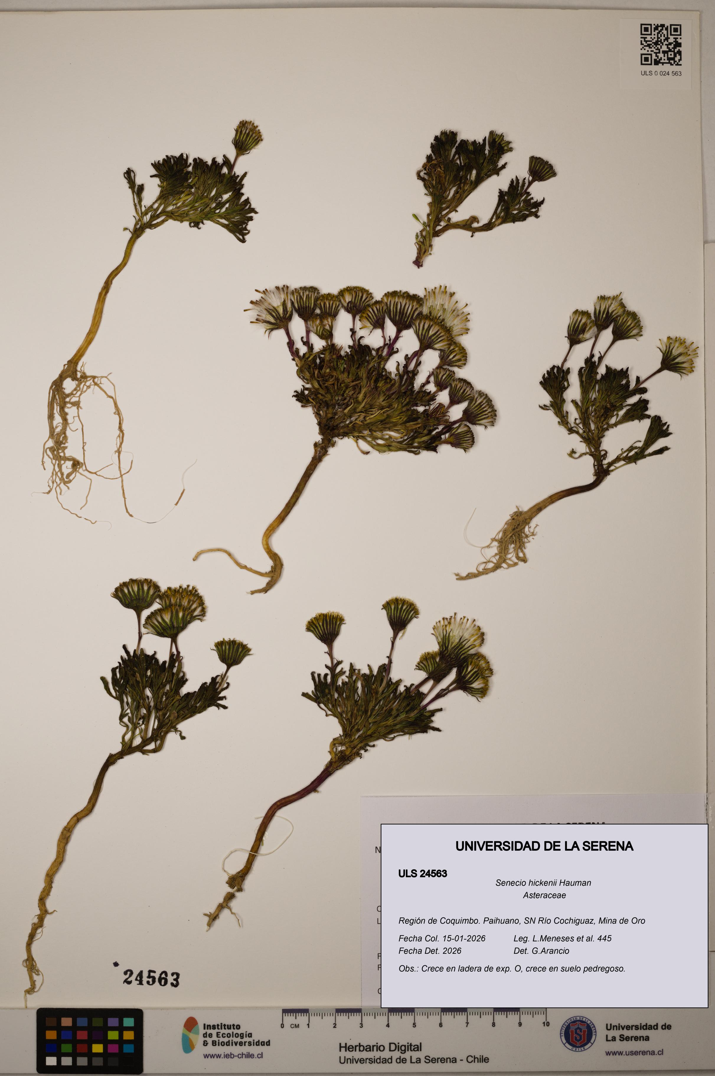 Senecio hickenii [Espécimen: ULS:ULS:0024563]