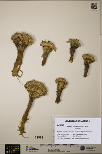 Nototriche compacta [Espécimen: ULS:ULS:0024564]