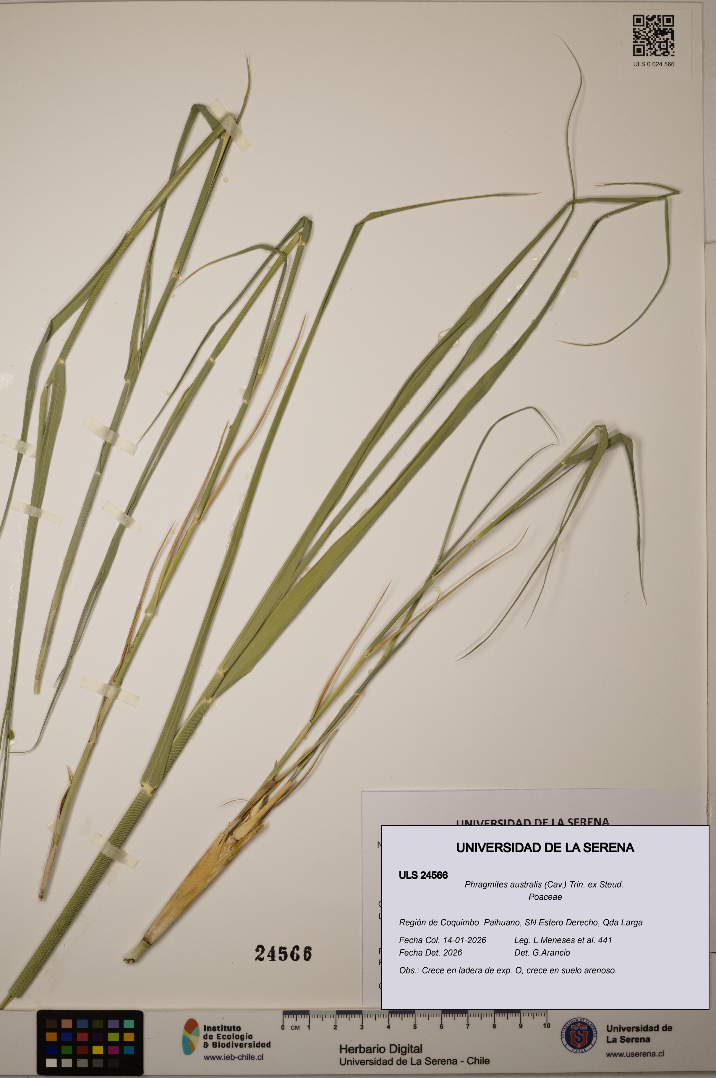 Phragmites australis [Espécimen: ]