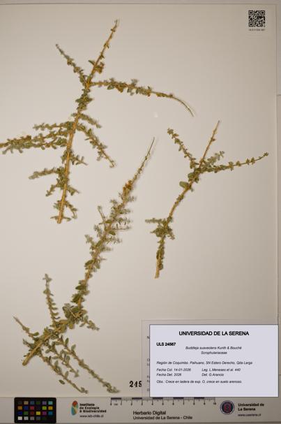 Buddleja suaveolens [Espécimen: ULS:ULS:0024567]